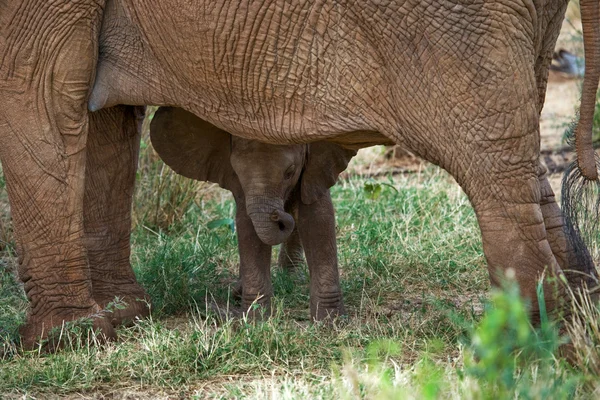 Elefantenmutter mit Jungtier — Stockfoto