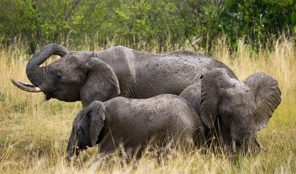 Elefantes adultos com cubo — Fotografia de Stock