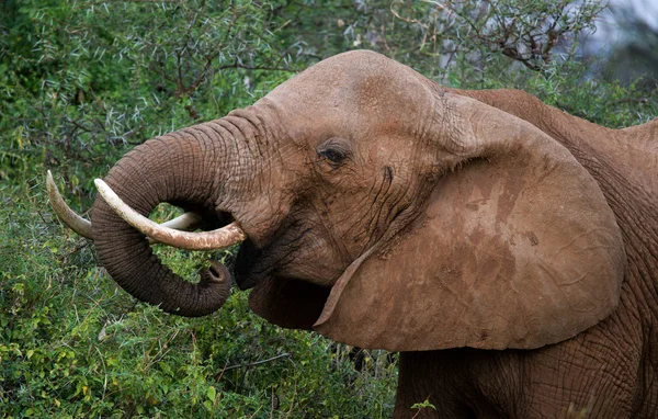 Портрет дикого слона — стоковое фото