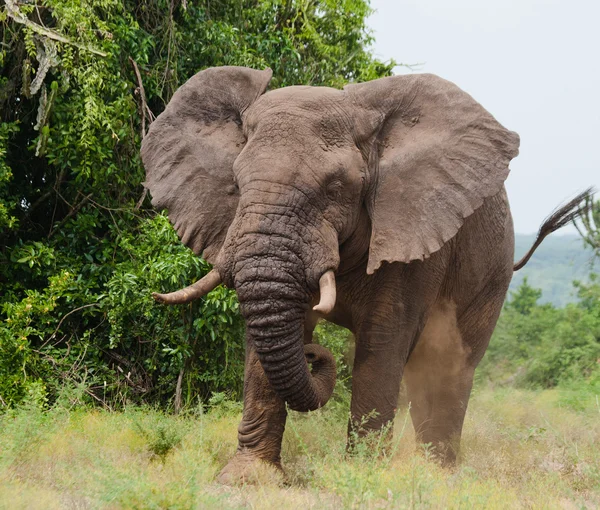 Retrato de elefante selvagem — Fotografia de Stock