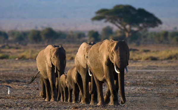 Взрослые слоны с кубом — стоковое фото