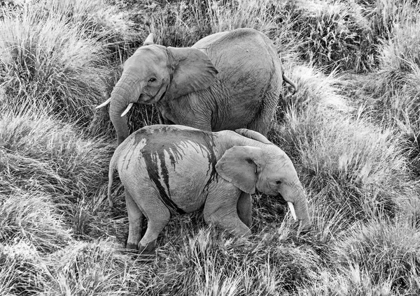 Два диких слона — стоковое фото