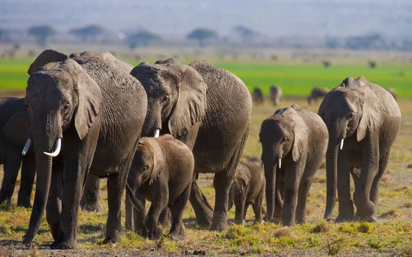 Rebaño de elefantes salvajes . —  Fotos de Stock