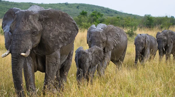 Взрослые слоны с кубом — стоковое фото