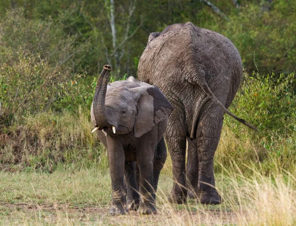 Matka słoń z cub — Zdjęcie stockowe