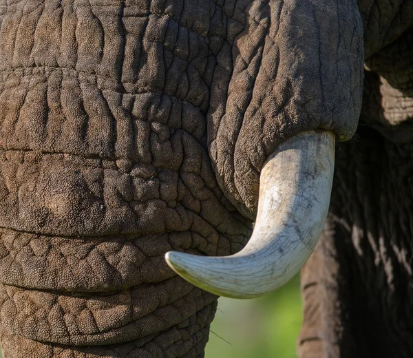 Retrato de elefante selvagem — Fotografia de Stock