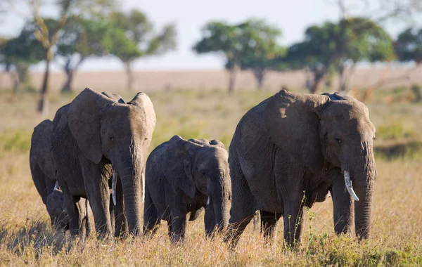 Retrato de elefante selvagem — Fotografia de Stock