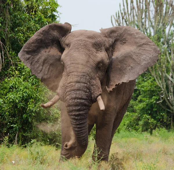 Retrato de elefante selvagem — Fotografia de Stock