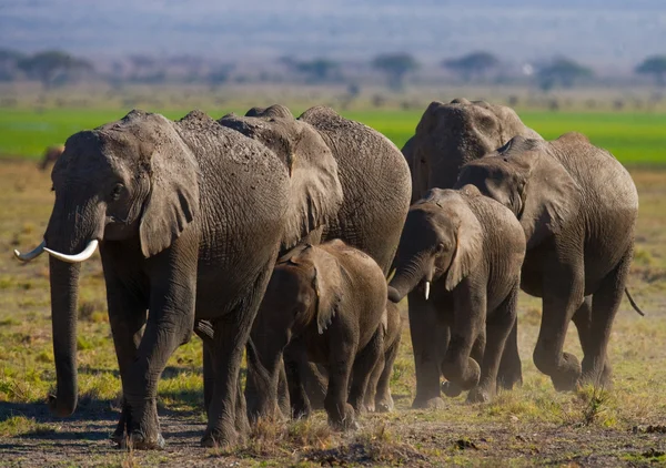 Efectivos de elefantes selvagens . — Fotografia de Stock