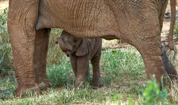 Elefante madre con cucciolo — Foto Stock