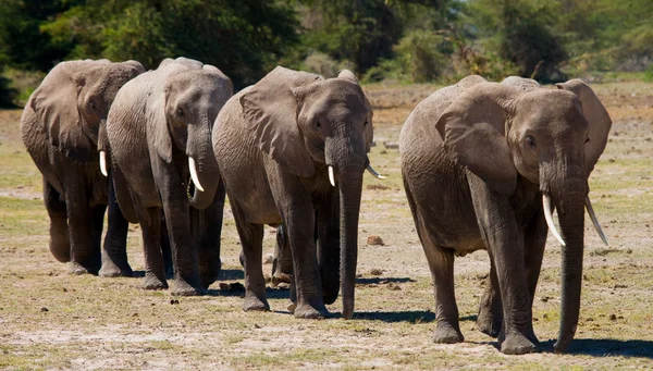 Rebaño de elefantes salvajes . —  Fotos de Stock
