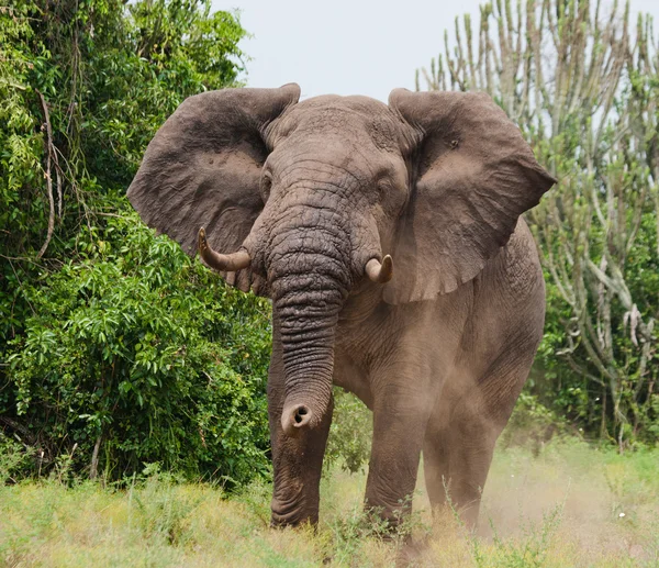 Portrait of wild elephant — Stock Photo, Image