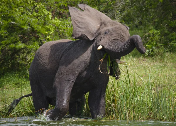 Ein wilder Elefant. — Stockfoto