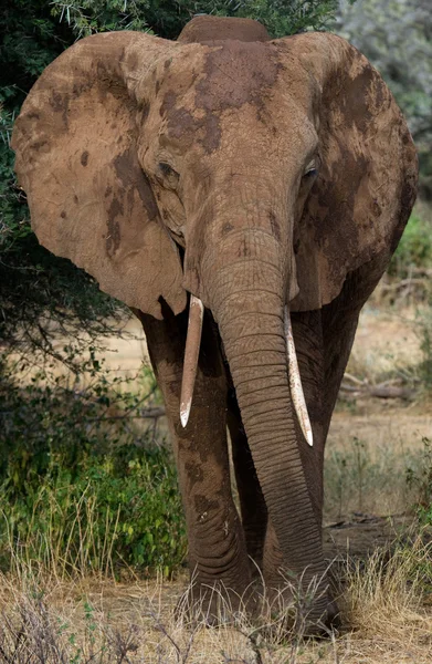 Retrato de elefante selvagem — Fotografia de Stock