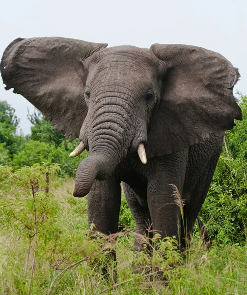 Retrato de elefante selvagem — Fotografia de Stock