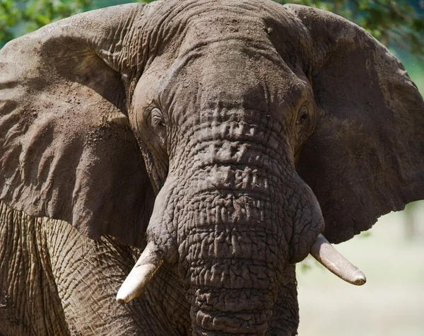 Retrato de elefante selvagem — Fotografia de Stock