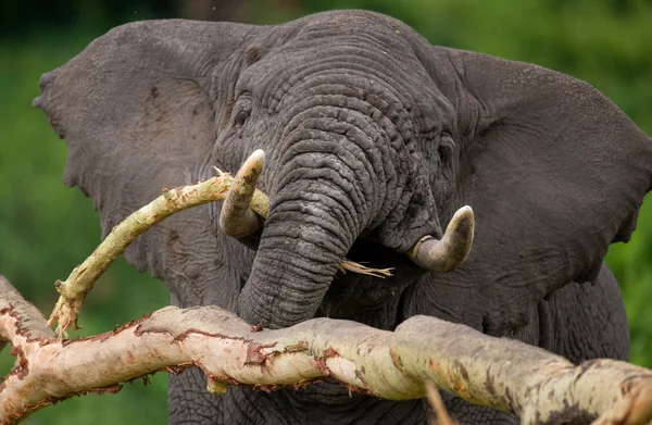 Retrato de elefante selvagem — Fotografia de Stock