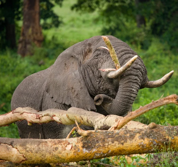Porträt des wilden Elefanten — Stockfoto