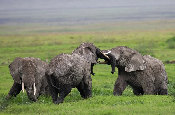 Tre elefanti selvatici Foto Stock