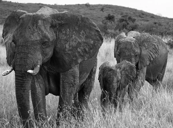Взрослые слоны с кубом Стоковое Фото