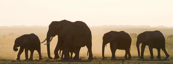 Elefante madre con cucciolo nei raggi del tramonto Immagini Stock Royalty Free