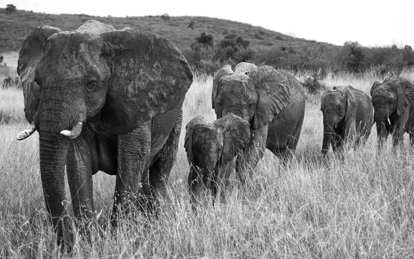 Elefanti adulti con cubo Immagine Stock