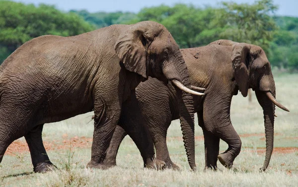 Два диких слона Лицензионные Стоковые Фото