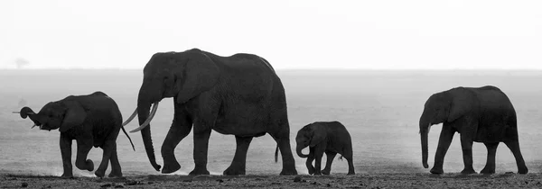 Silhouette di elefanti con cucciolo Immagine Stock