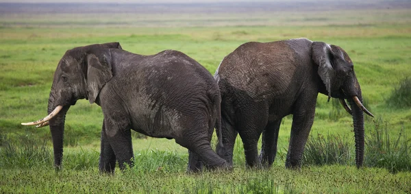Два диких слона Лицензионные Стоковые Изображения