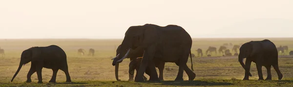 Elefante madre con cucciolo nei raggi del tramonto Foto Stock