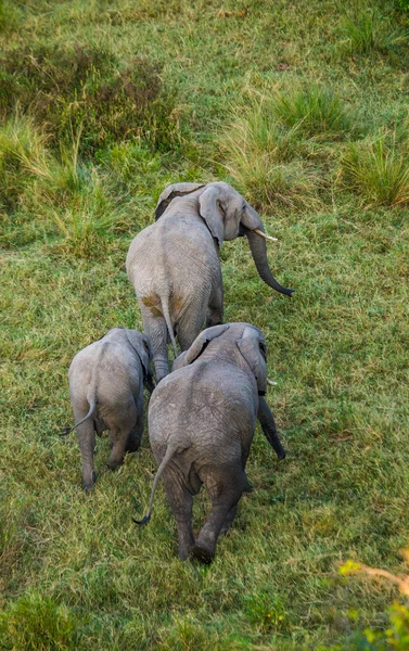 Три диких слона Стоковая Картинка
