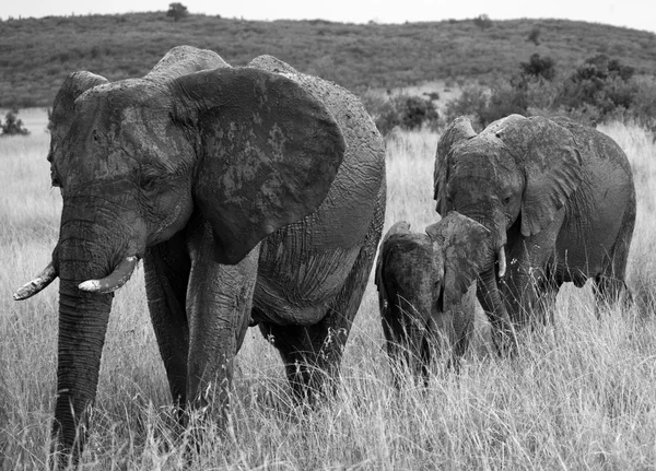 Elefanti adulti con cubo Immagini Stock Royalty Free
