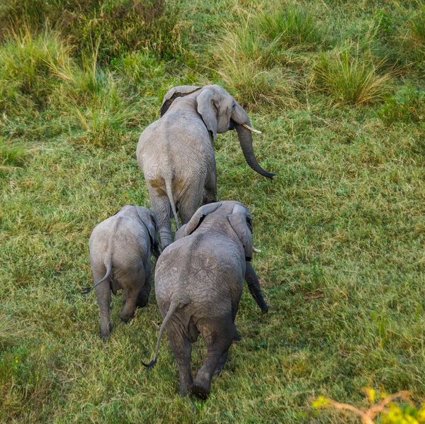 Tre elefanti selvatici Foto Stock Royalty Free
