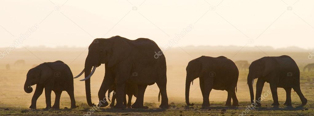 Mother elephant with cub in sunset rays