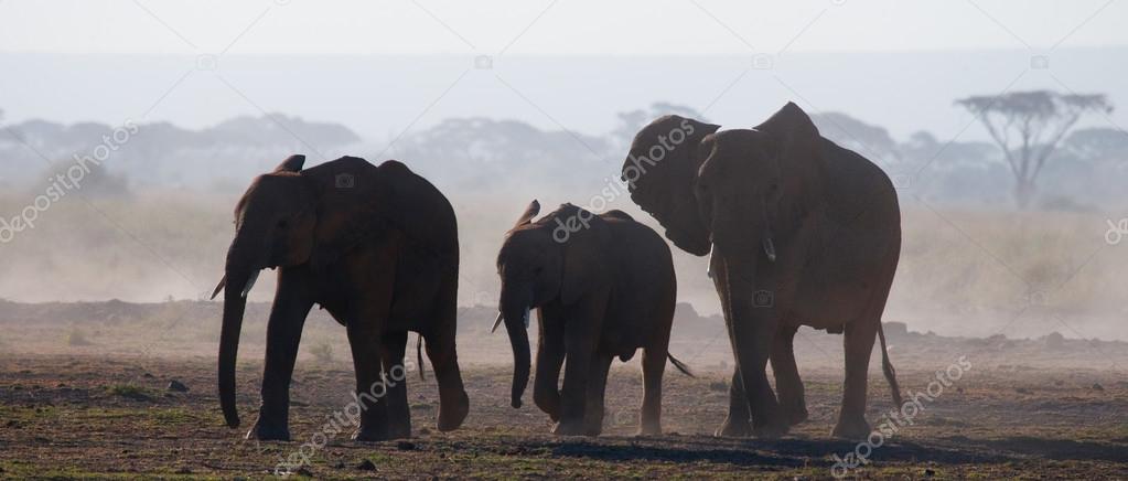 silhouette of elephants with cub