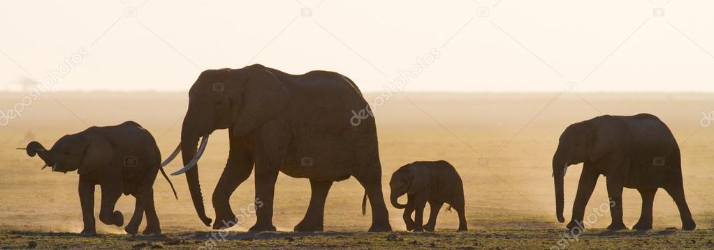 Mother elephant with cub in sunset rays