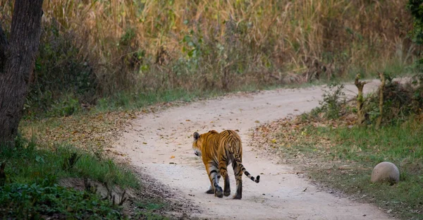 Один дикий тигр — стоковое фото