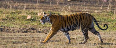 Kendi ortamlarında bir vahşi Kaplan