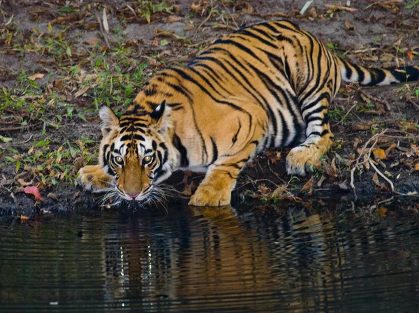 Дикий тигр на питьевой воде из реки — стоковое фото