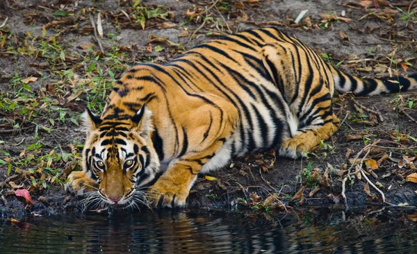 Tigre selvagem na água potável do rio — Fotografia de Stock