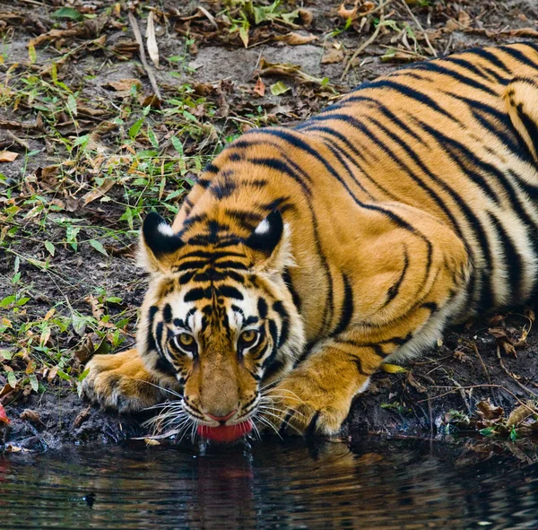 Wild Tiger on drinking water from river — Stock Photo, Image