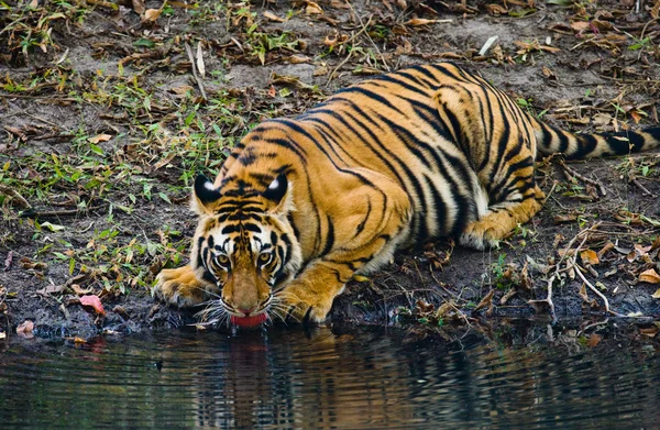 Wild Tiger on drinking water from river — Stock Photo, Image