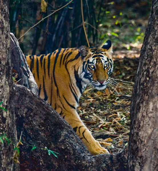 Ritratto ravvicinato di una tigre — Foto Stock