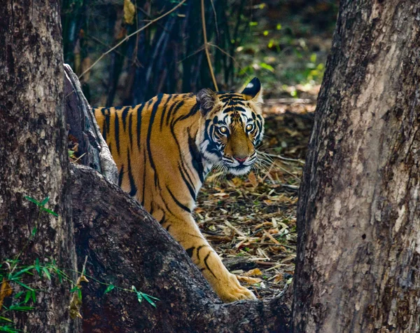 Een wilde tijger — Stockfoto