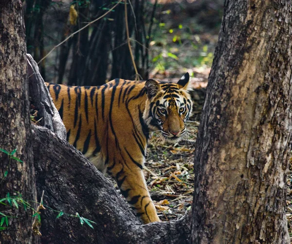 Een wilde tijger — Stockfoto