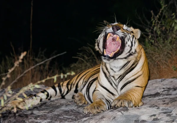 Jednego dzikiego tygrysa — Zdjęcie stockowe