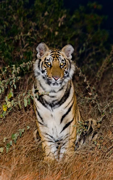 Primer plano retrato de un tigre —  Fotos de Stock