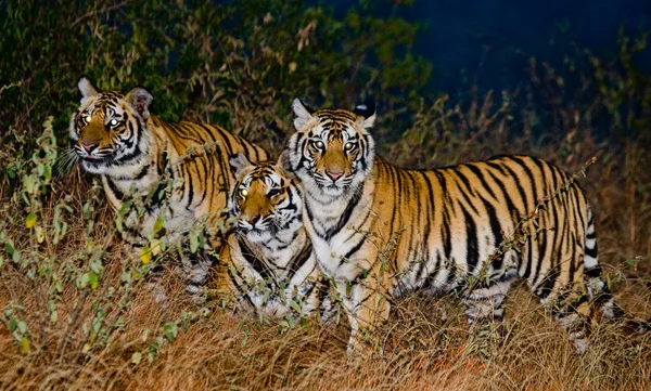 Tigres salvajes en su hábitat — Foto de Stock