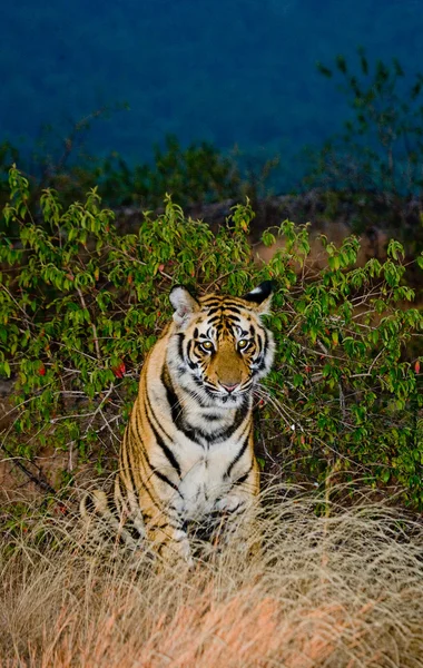 Un tigre salvaje — Foto de Stock