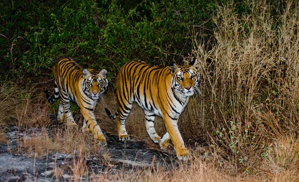 Tigres selvagens em seu habitat — Fotografia de Stock